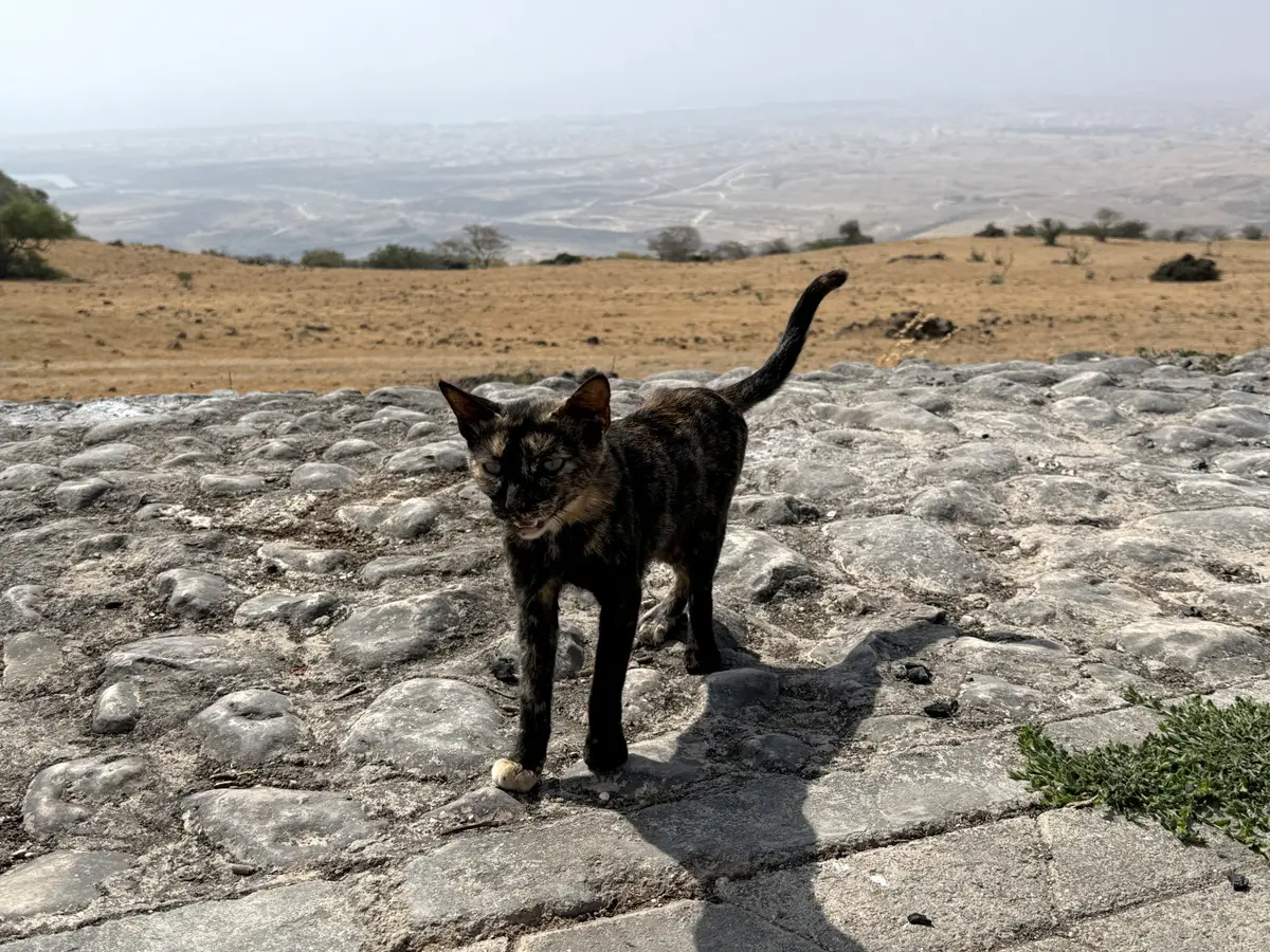 В Омане водятся и много других животных. © Пресс-служба туроператора Fun&Sun. Ольга Ланская
