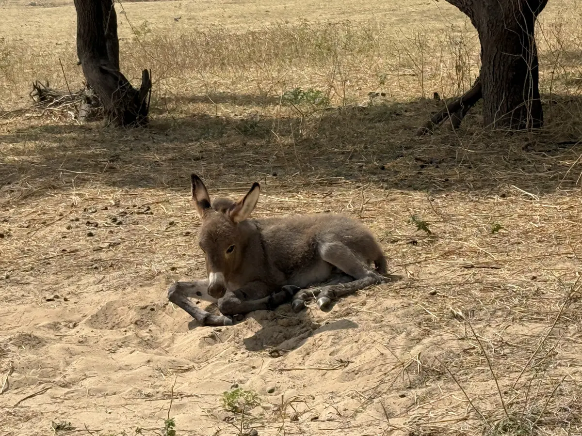 В Омане водятся и много других животных. © Пресс-служба туроператора Fun&Sun. Ольга Ланская