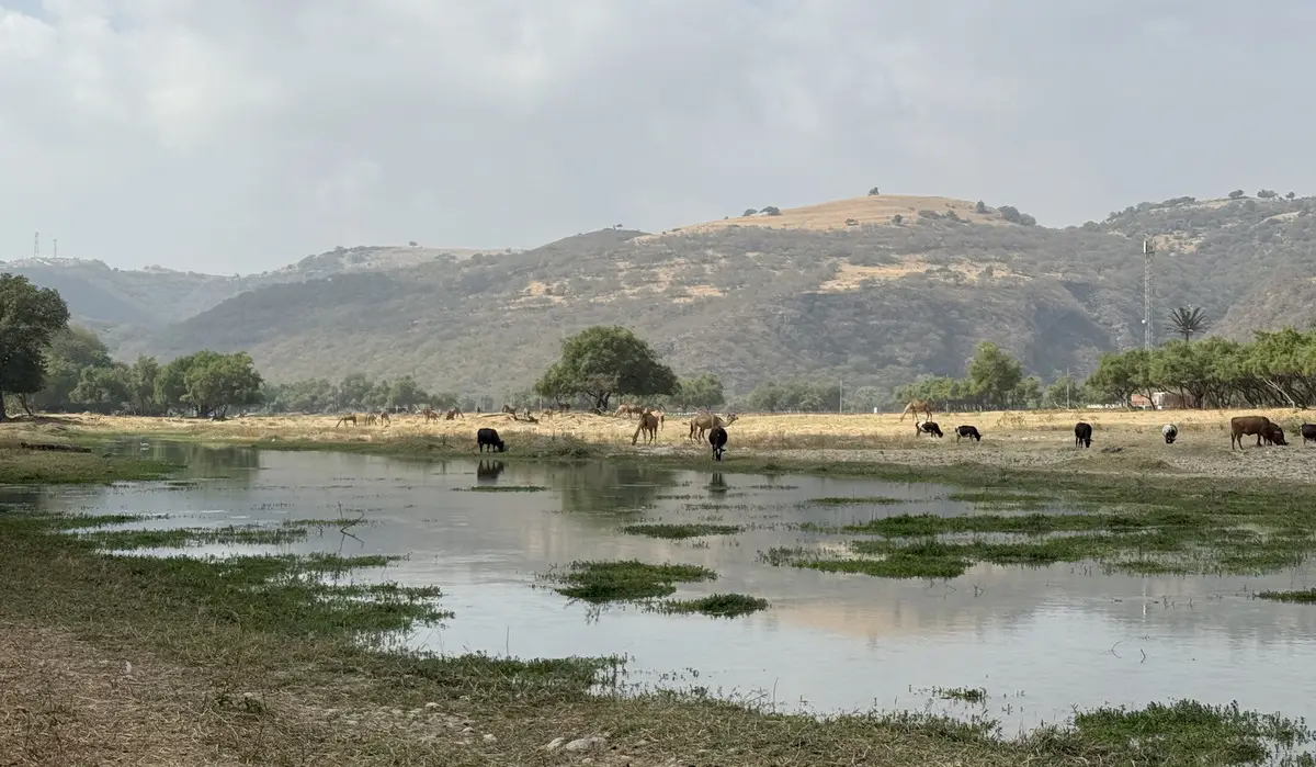 Вади Дербат – один из самых живописных в регионе. © Пресс-служба туроператора Fun&Sun. Ольга Ланская.