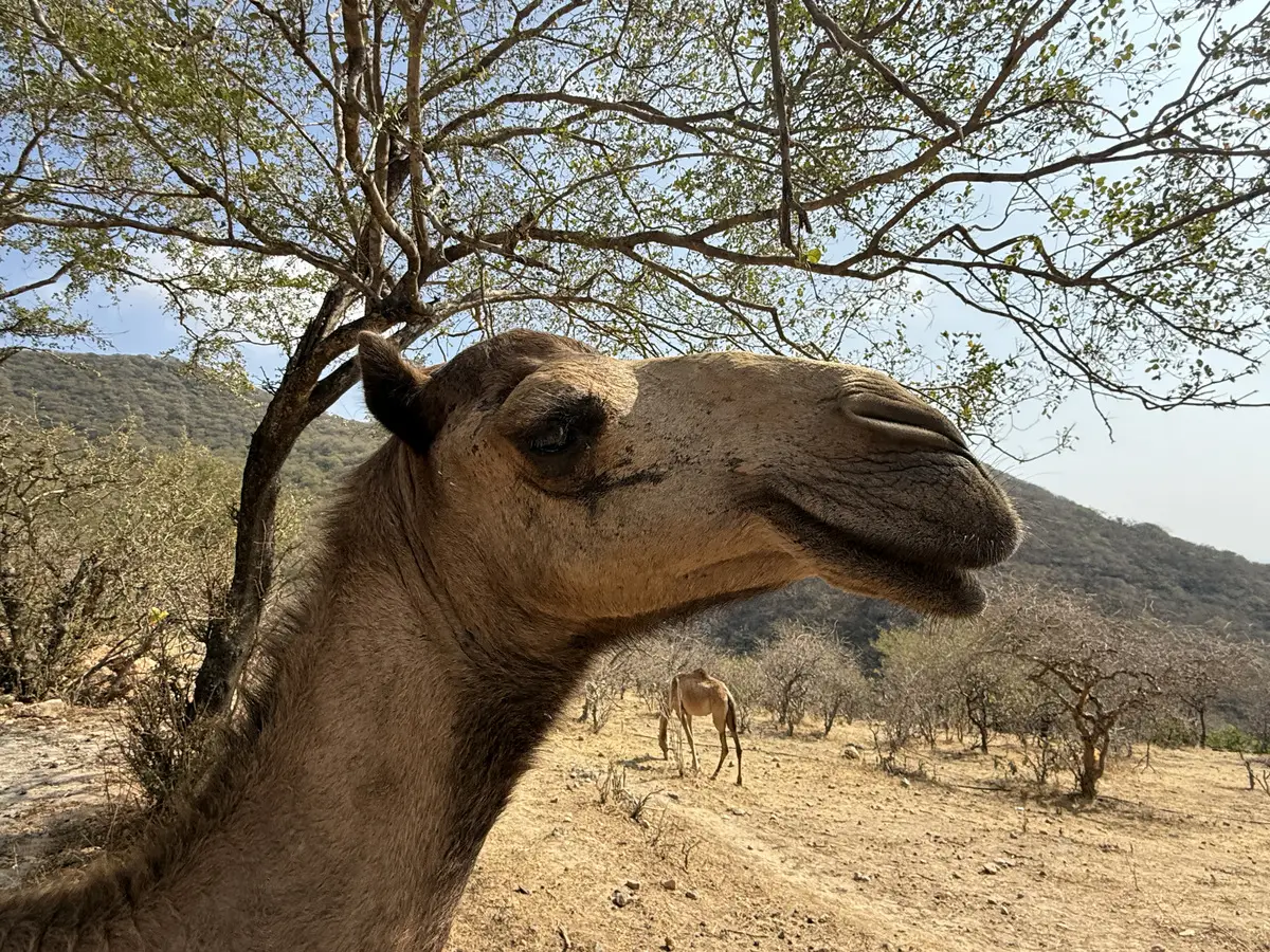 Верблюды в Омане дружелюбно относятся к туристам. © Пресс-служба туроператора Fun&Sun. Ольга Ланская