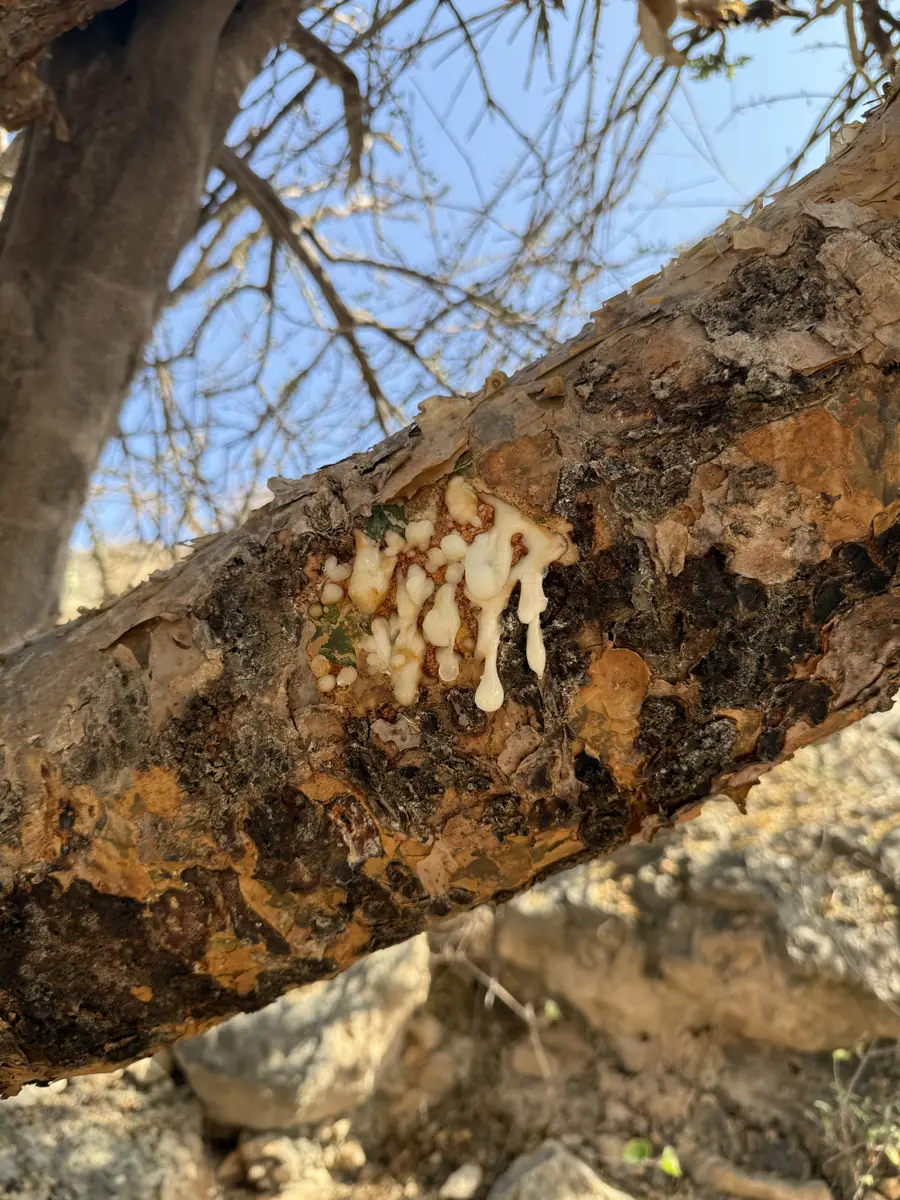 Ладан продается на рынках в виде маленьких кусочков смолы, которые для покупателей упаковывают в пакетики. А добывают его, сделав надрезы на стволе дерева Босвеллия. © Пресс-служба туроператора Fun&Sun. Ольга Ланская