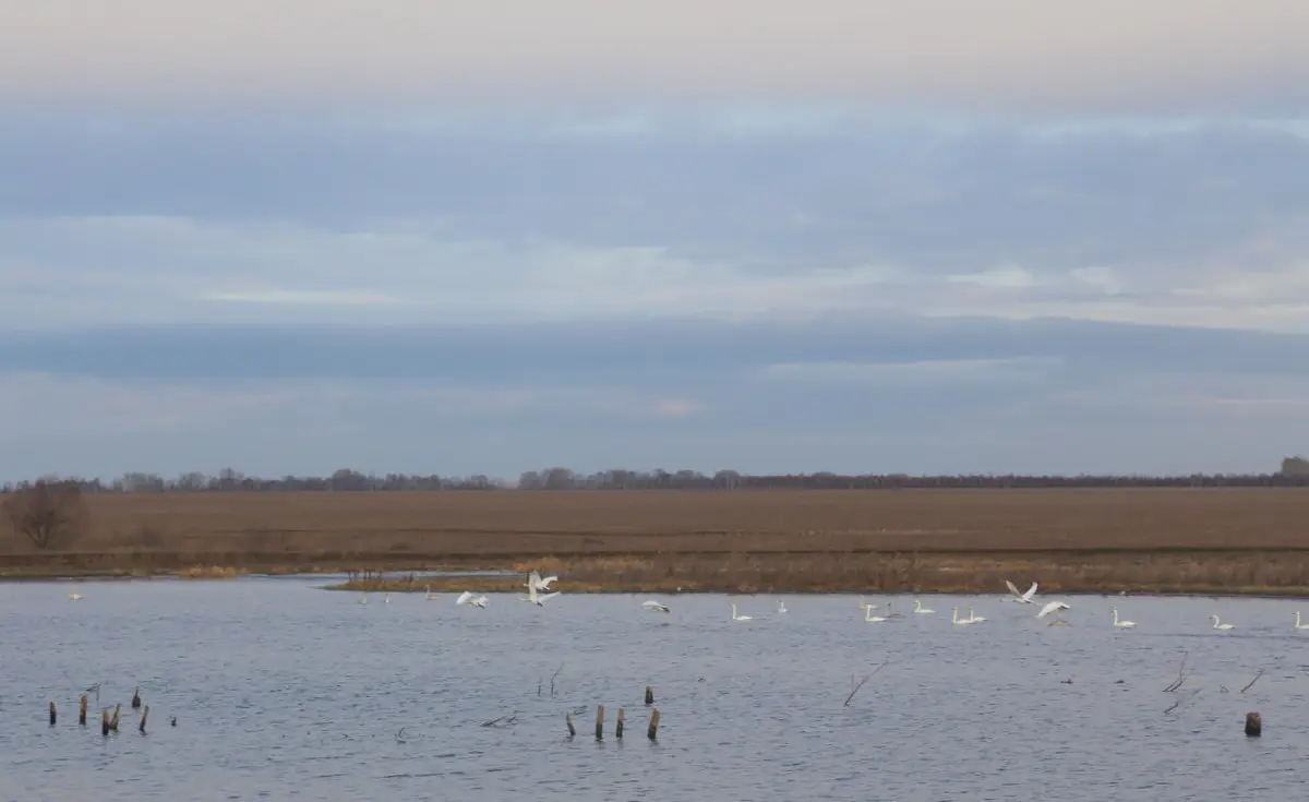 Зимующие в Алтайском крае лебеди благополучно пережили 45-градусные морозы. Фото. © 