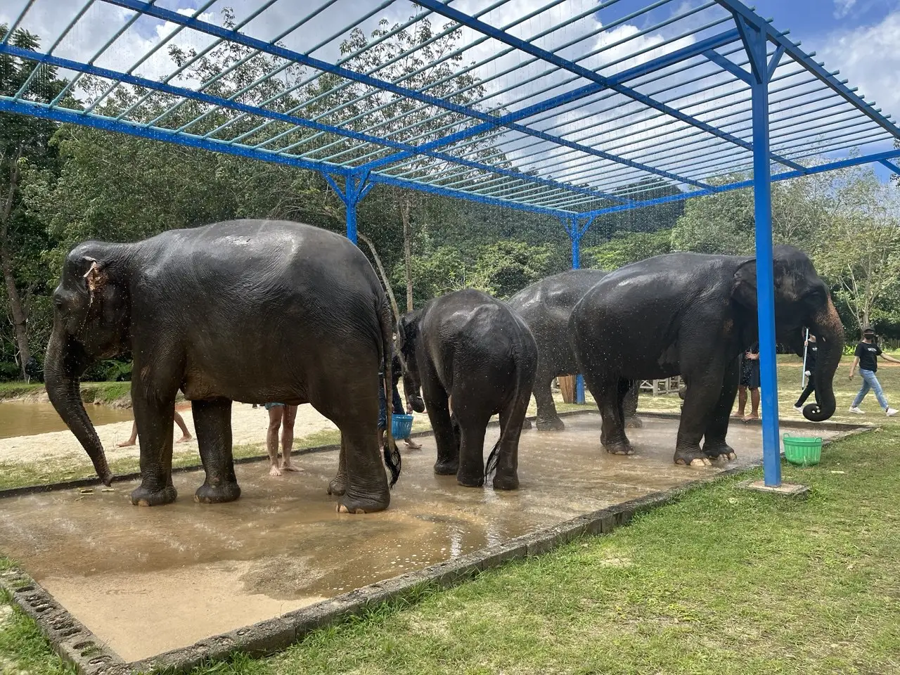 Посольство РФ на Шри-Ланке предостерегло туристов от кормления слонов. Фото. © 