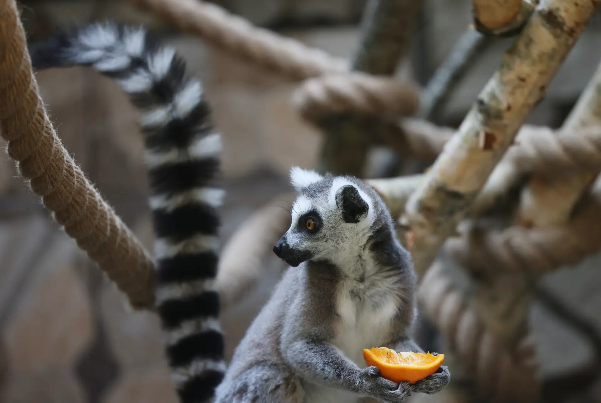 Калининградский зоопарк готовится к морозам. Фото. Мадагаскарский кошачий лемур в зоопарке Калининграда. © РИА Новости. Виталий Невар