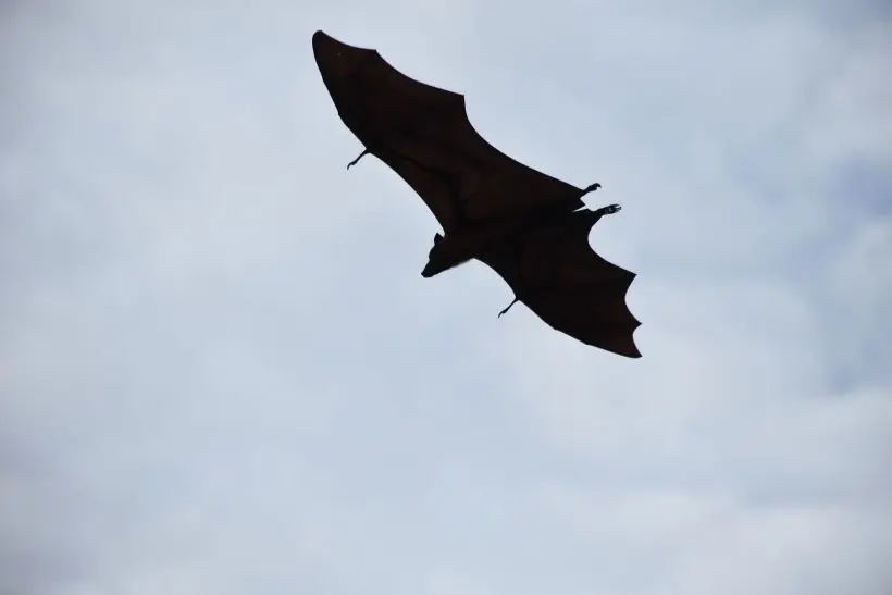 Естественным резервуаром вируса Нипах служат плодоядные летучие мыши (крыланы) семейства Pteropodidae, особенно рода Pteropus. Фото