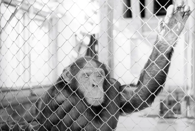 Вирус был впервые выделен в 1958 году у лабораторных обезьян, что и дало название болезни. Фото