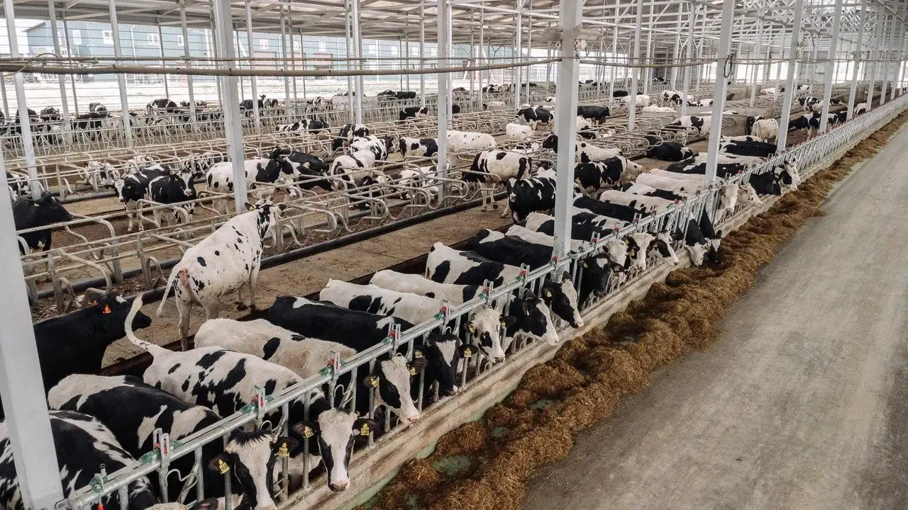 Молочная ферма. © Пресс-служба агрохролдинга "Степь". Ирина Грузинова