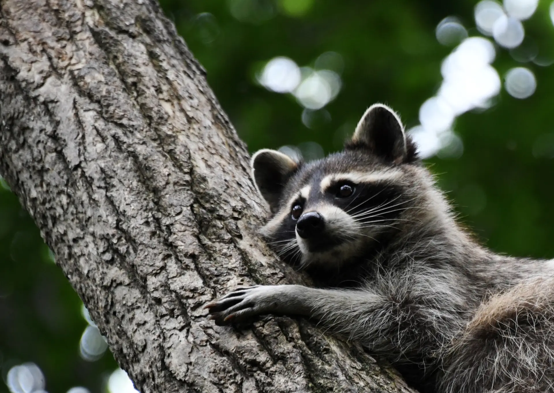 Еноты обустроили зимние 