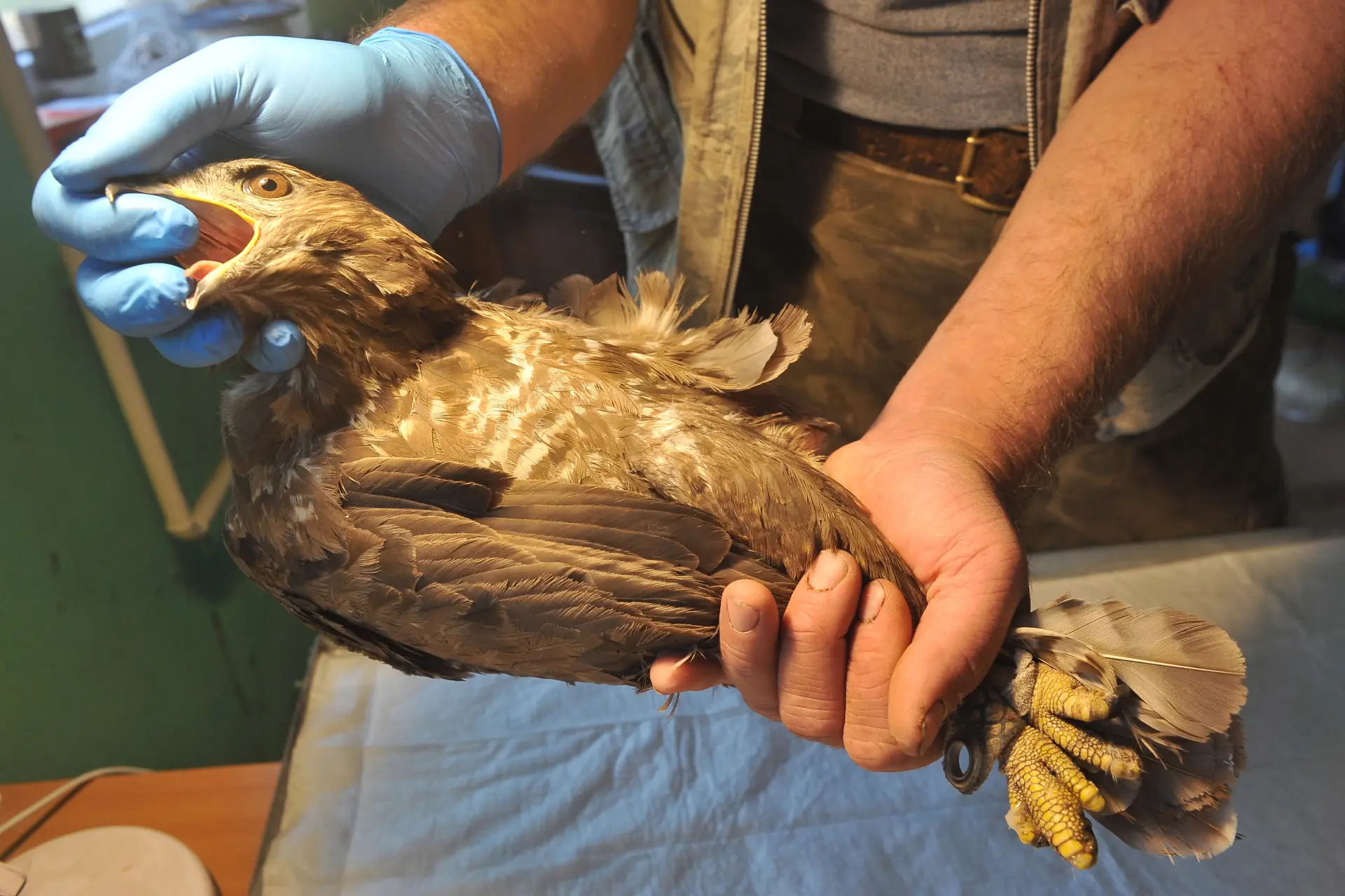 Соколиный двор в Новгородском кремле закрыли из-за морозов. Фото. © РИА Новости. Алексей Сухоруков