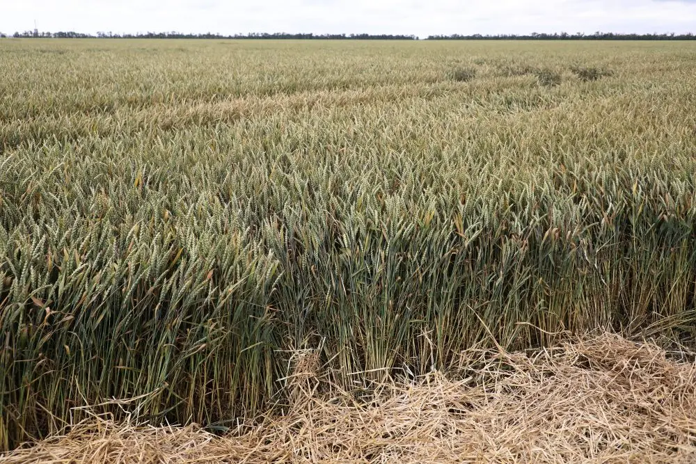 Кубань в 2026г направит более 80 млн руб. на создание перспективных гибридов яровых культур. Фото. © Пресс-служба администрации Краснодарского края. Геннадий Аносов