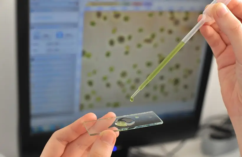 Проекты по биотехнологии и химии в числе последних достижений российской науки. Фото