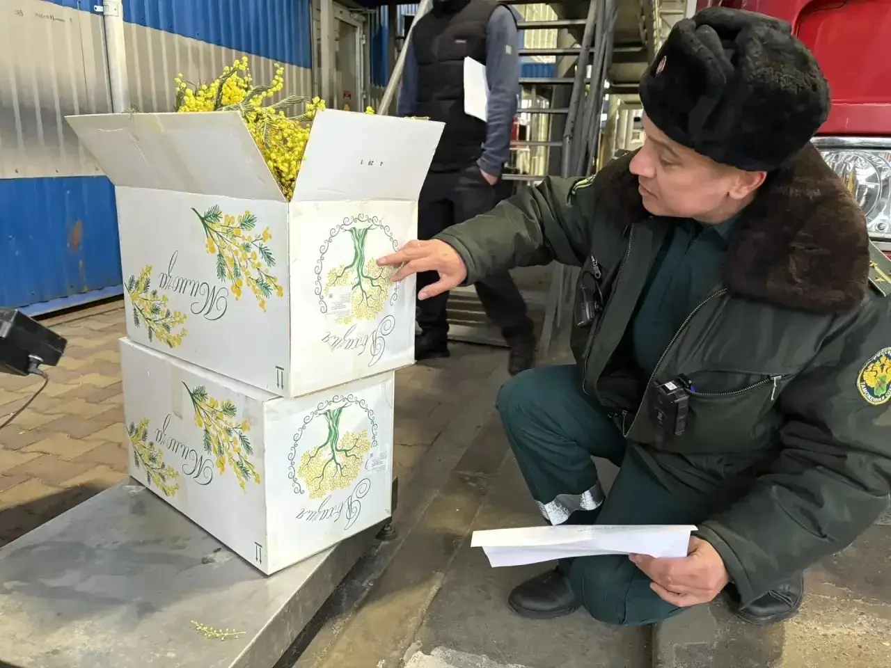 Мимоза. © Пресс-служба Сочинской таможни. Мариан Жупанова