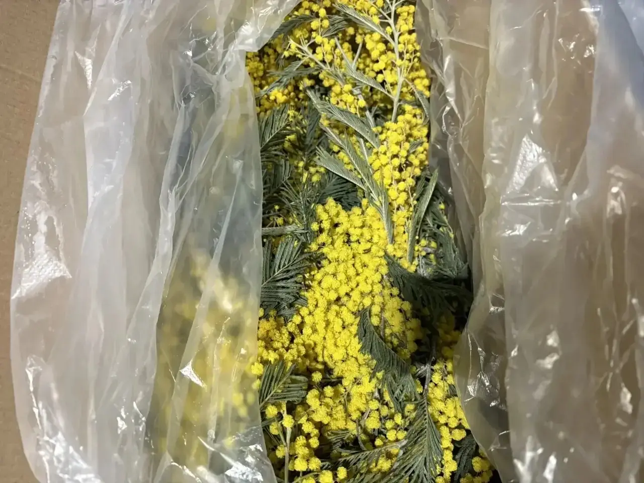 Абхазия поставила в Россию первые в 2026г партии мимозы - таможня. Фото. © Пресс-служба Сочинской таможни. Мариан Жупанова