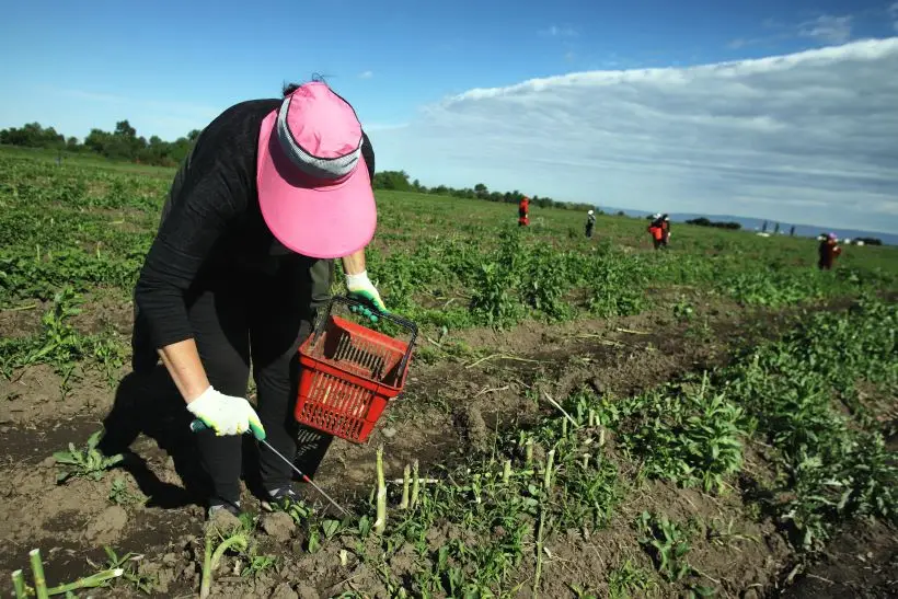 Первый урожай спаржи собирают только на 3-4 год после посадки, при этом каждый побег срезают вручную. Фото