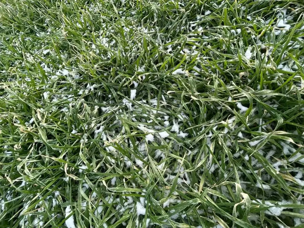 Озимые на Кубани на фоне хорошей погоды в фазе кущения, наблюдаются переросшие посевы. Фото. © Пресс-служба агрохолдинга 