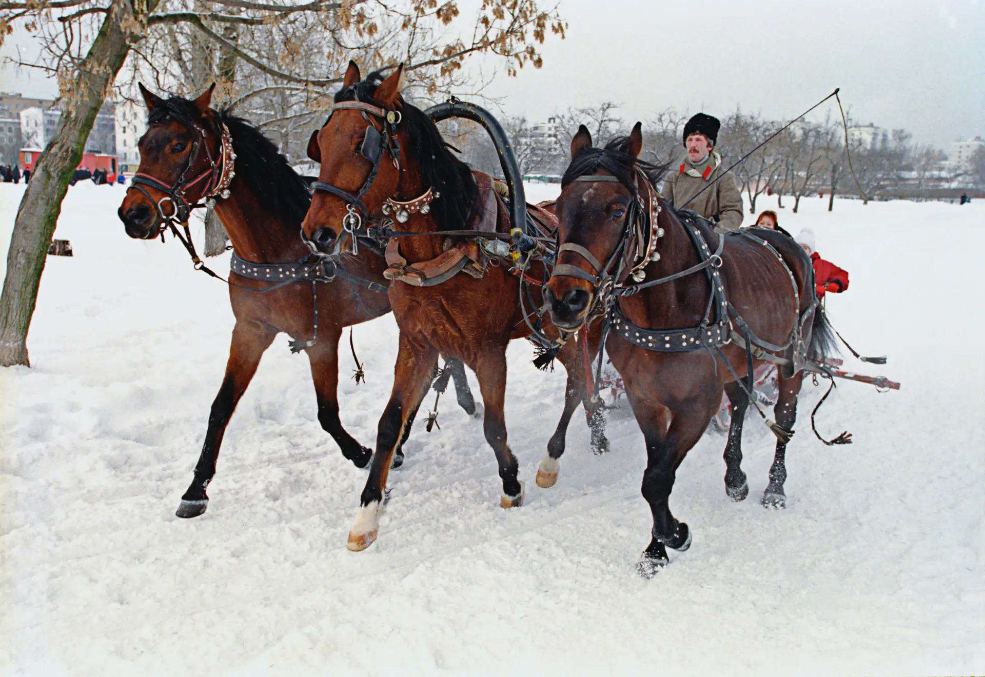Масленичные гуляния стартовали в Москве. Фото. Катание на русской тройке на празднике 