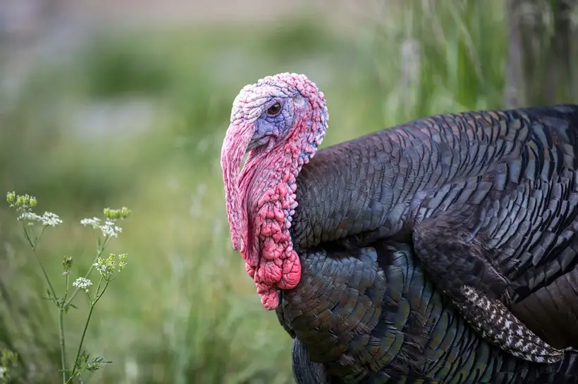 индейка. фото