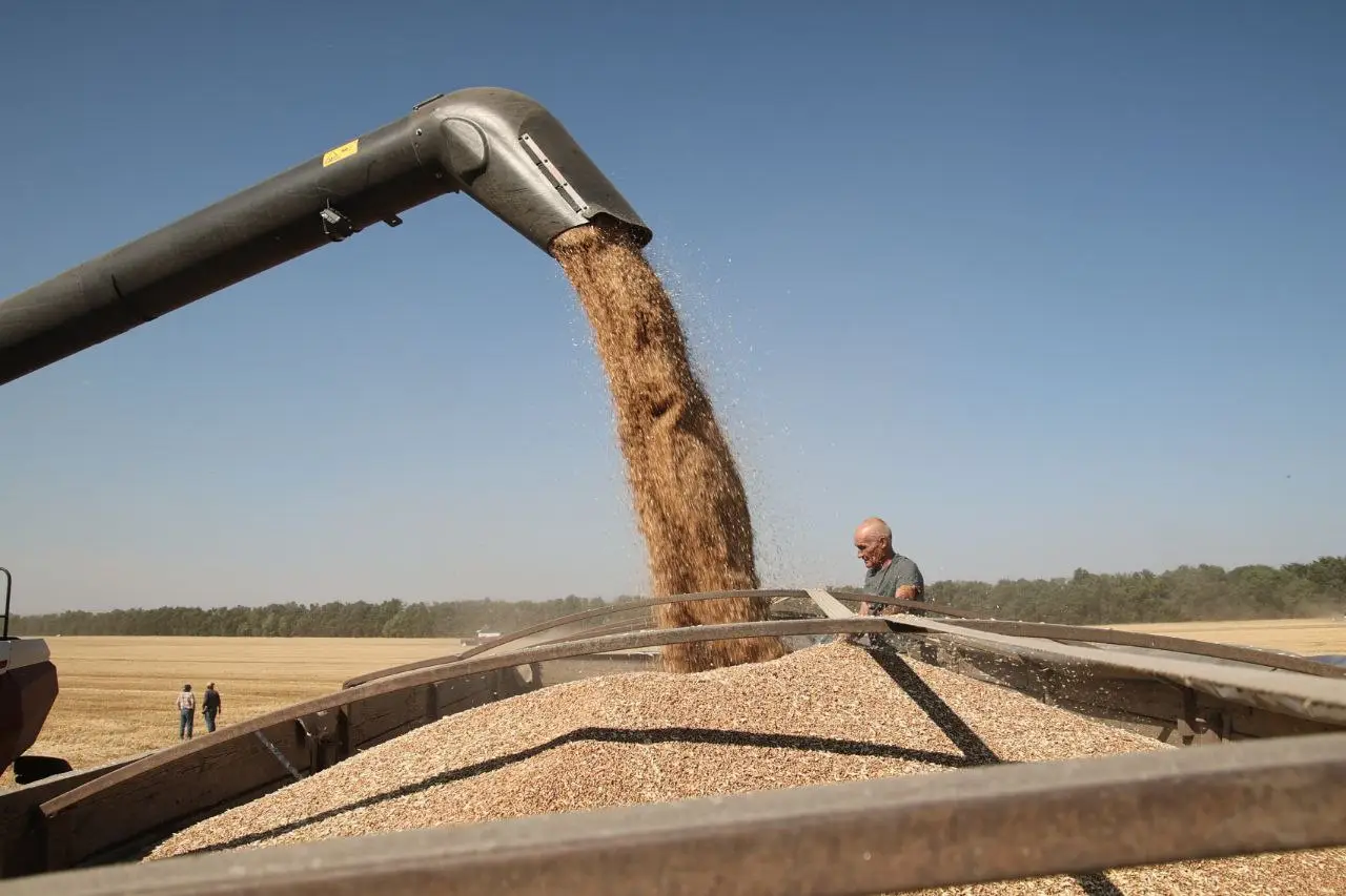 Зерно. © "Интерфакс". Федор Ларин