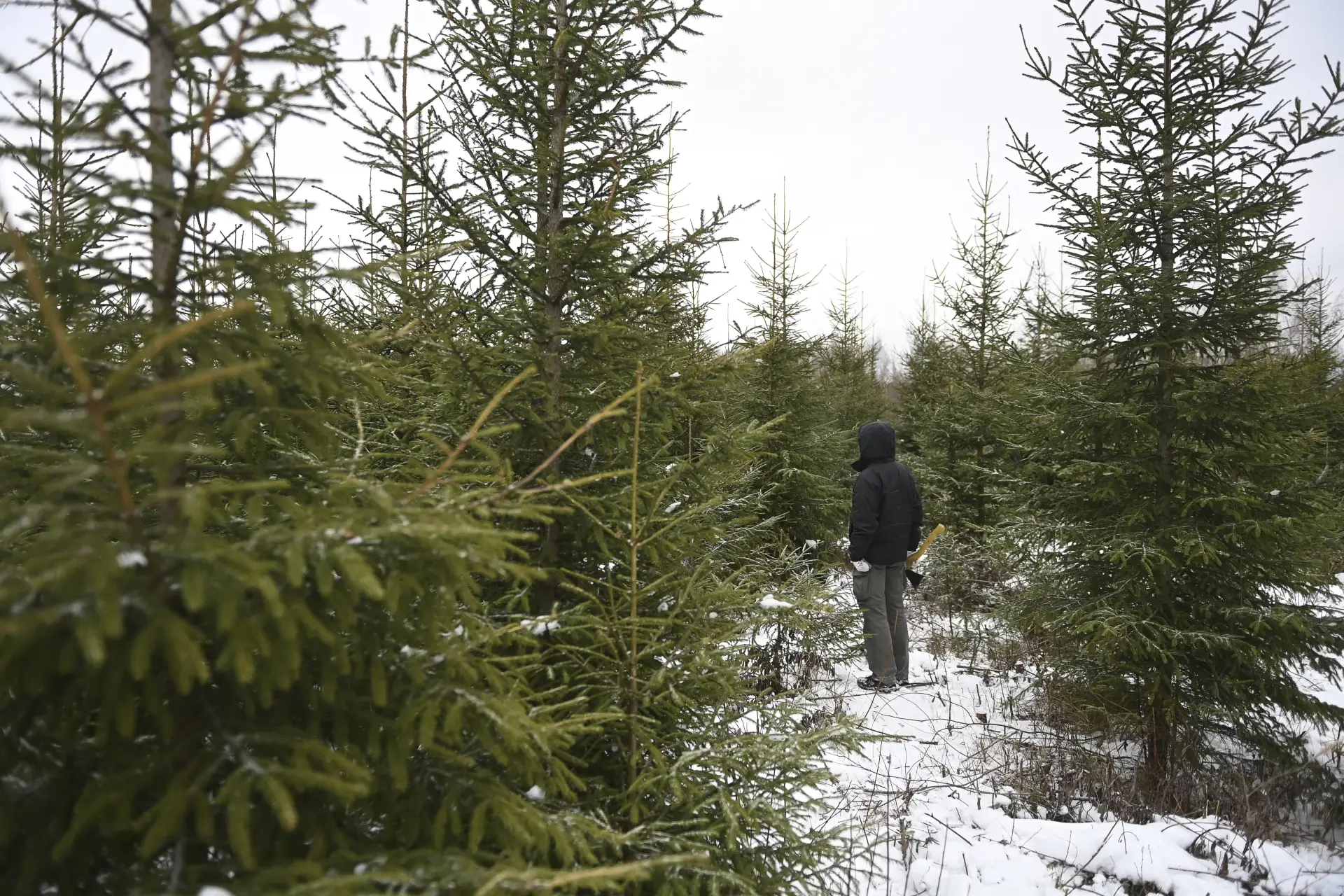 Модернизация 7 лесных питомников запланирована в 2026г в ДФО - Минприроды. Фото. © РИА Новости. Григорий Сысоев