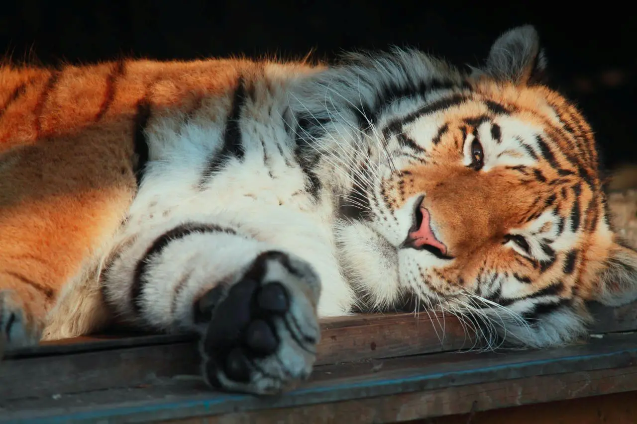 Тигров не осталось в Ленинградском зоопарке. Фото. © Ленинградский зоопарк. Михаил Солдатенков.