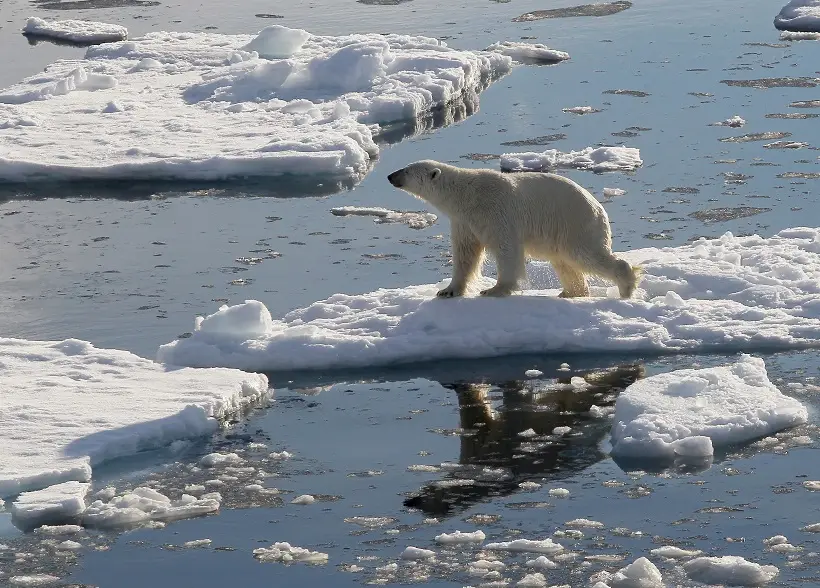 Около 6 тыс. белых медведей насчитали ученые в российской Арктике - Минприроды. Фото. &copy; РИА Новости. Вера Костамо