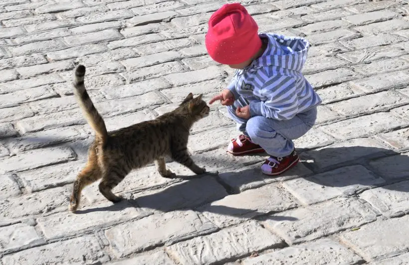 Кошки: лучшие породы для семей с детьми. Фото. © РИА Новости. Наталья Селиверстова