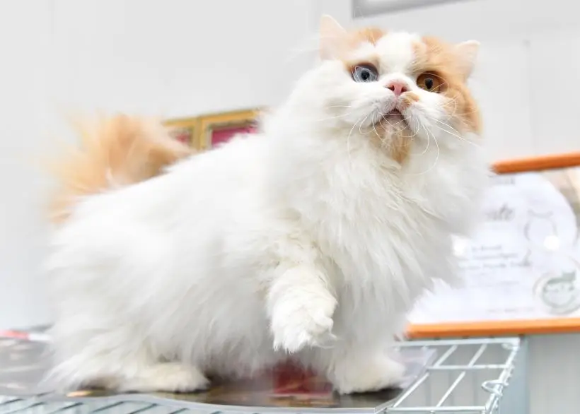 Манчкин – милые коротколапые котики, игривые и ласковые. Фото