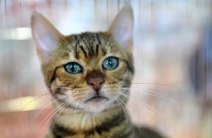 Тойгер – это настоящий маленький тигр. Фото