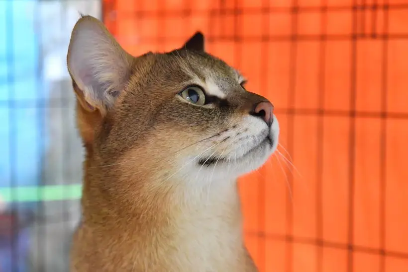 Чаузи - дикий гибрид, слишком своенравный для семьи с малышами. Фото