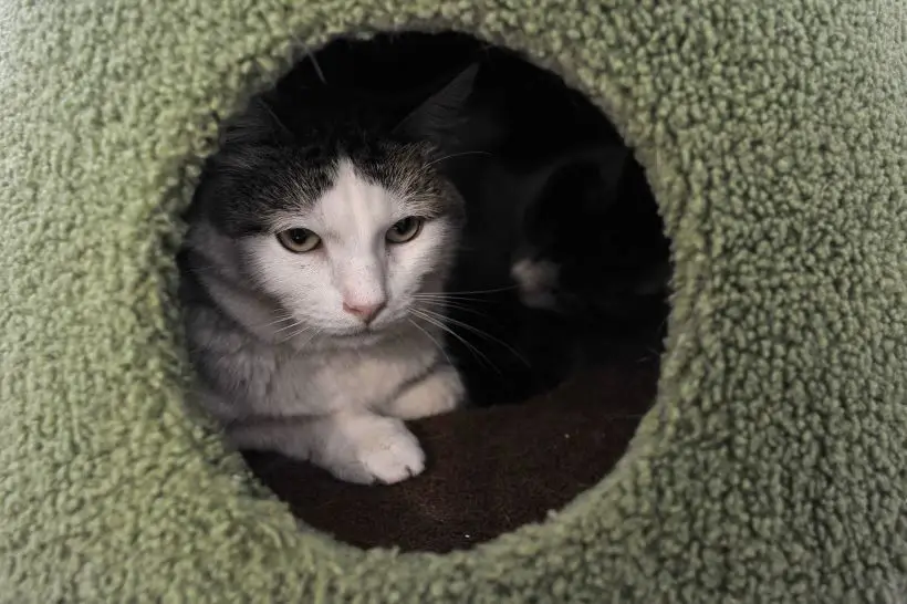 У кошки обязательно должен быть свой "островок безопасности" - домик, где ребенок до нее не сможет добраться. Фото