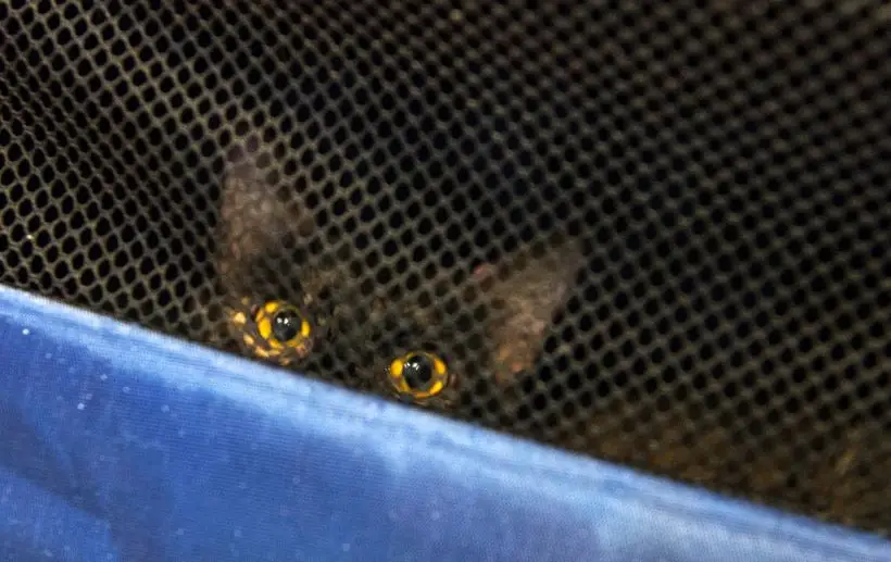 Дайте котенку самому выйти из переноски и обнюхать новую квартиру в спокойной обстановке, игнорируя ребенка. Фото