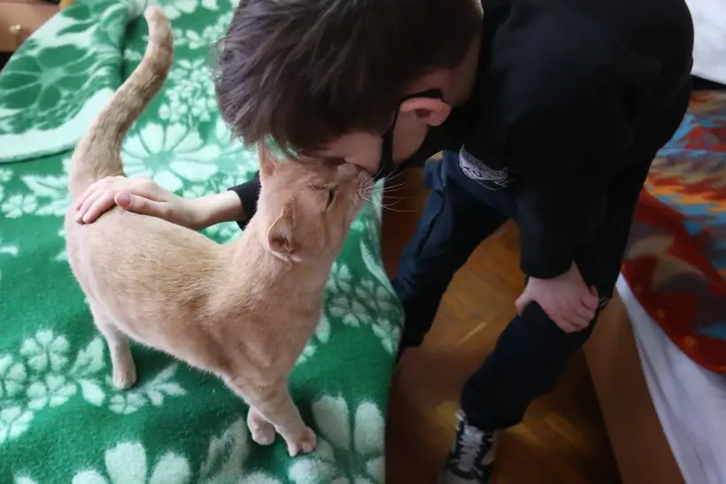 Если кошка сама пошла на контакт - знакомство удалось, если нет – дайте ей время. Фото