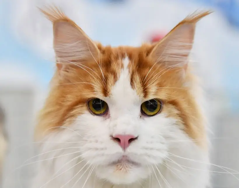 Мейн-кун прекрасно подойдет для семей с малышами и спокойными детьми. Фото