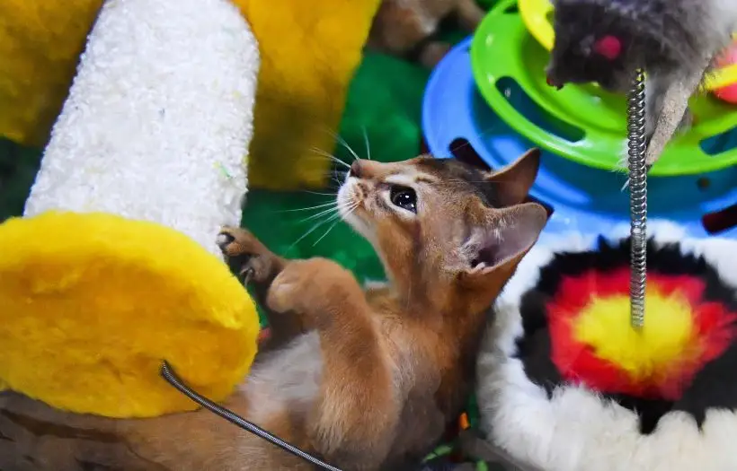 Абиссинская кошка подойдет для активных детей, будет играть с ними в догонялки и даже приносить игрушки. Фото