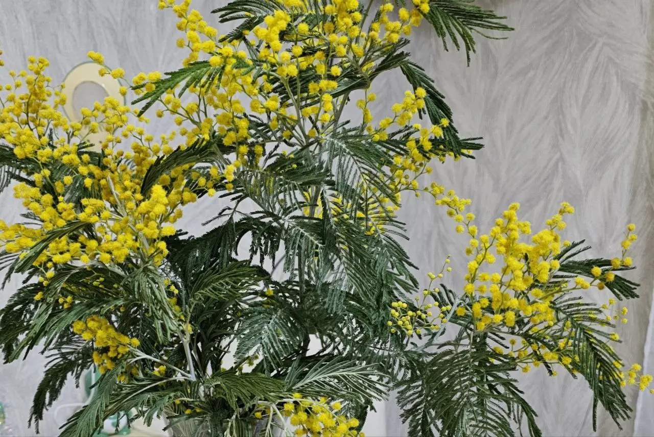 Акация серебристая. © "Интерфакс". Елена Плеханова