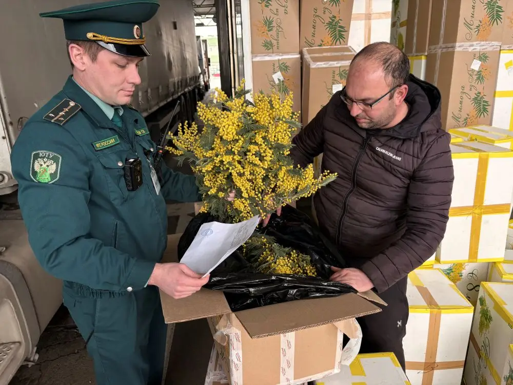 Абхазия в сезоне 2026г планирует сохранить поставки мимозы в РФ на уровне прошлого года - таможня. Фото. © Пресс-служба сочинской таможни. Марина Жупанова