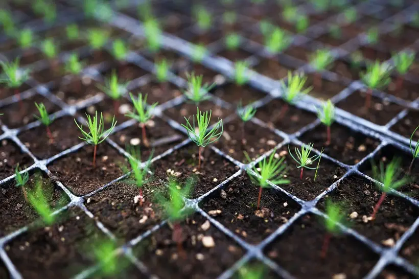 Леса на площади 1,3 тыс. га высадят в Ростовской области в 2026 году. Фото. © РИА Новости. Виталий Тимкив