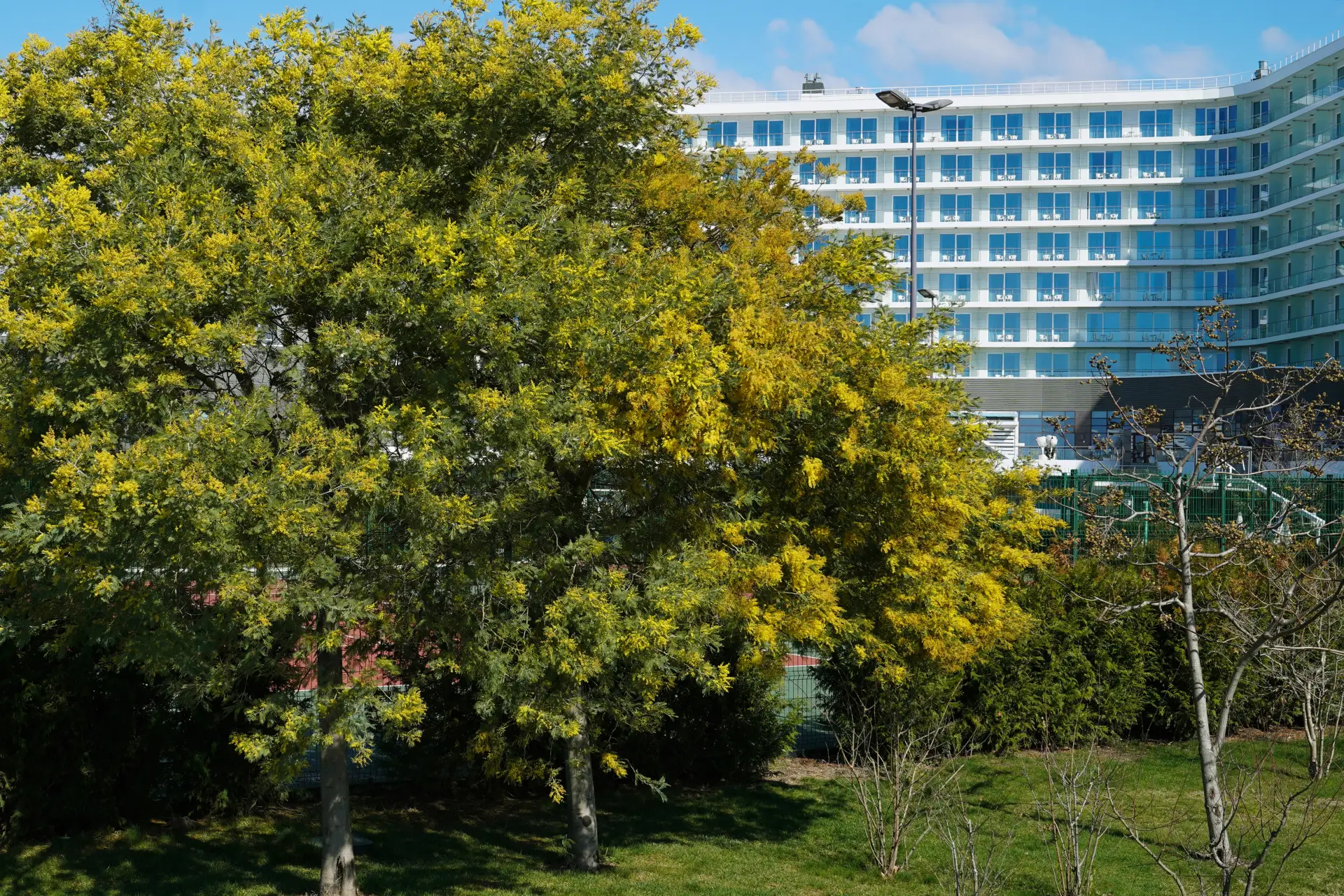 Загрузка отелей Сочи на выходные 8 марта составит около 70%. Фото. Цветение мимозы в Сочи. © РИА Новости. Артур Лебедев