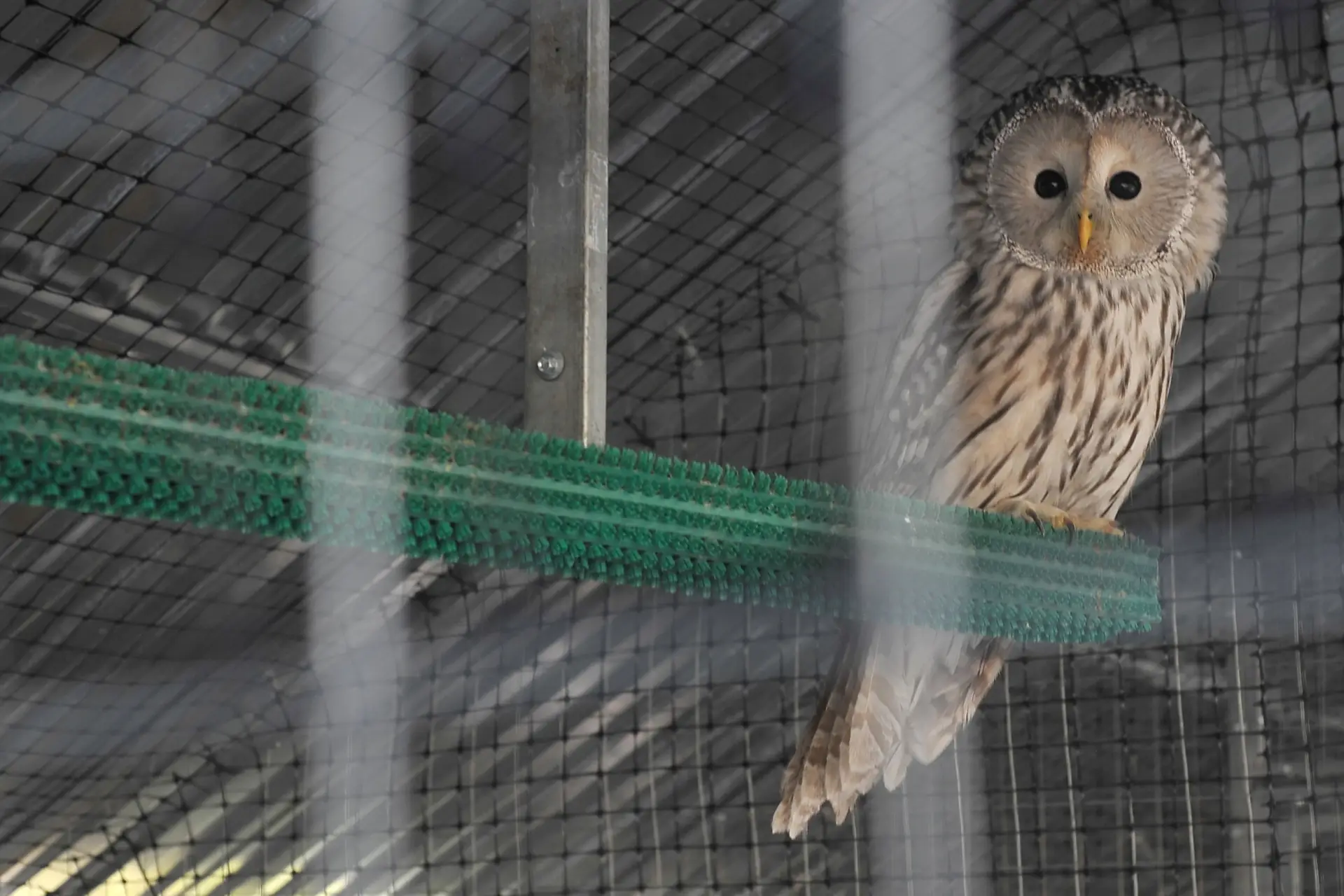 Четырех раненых сов спасли сотрудники новгородского Соколиного двора. Фото. © РИА Новости. Алексей Сухоруков