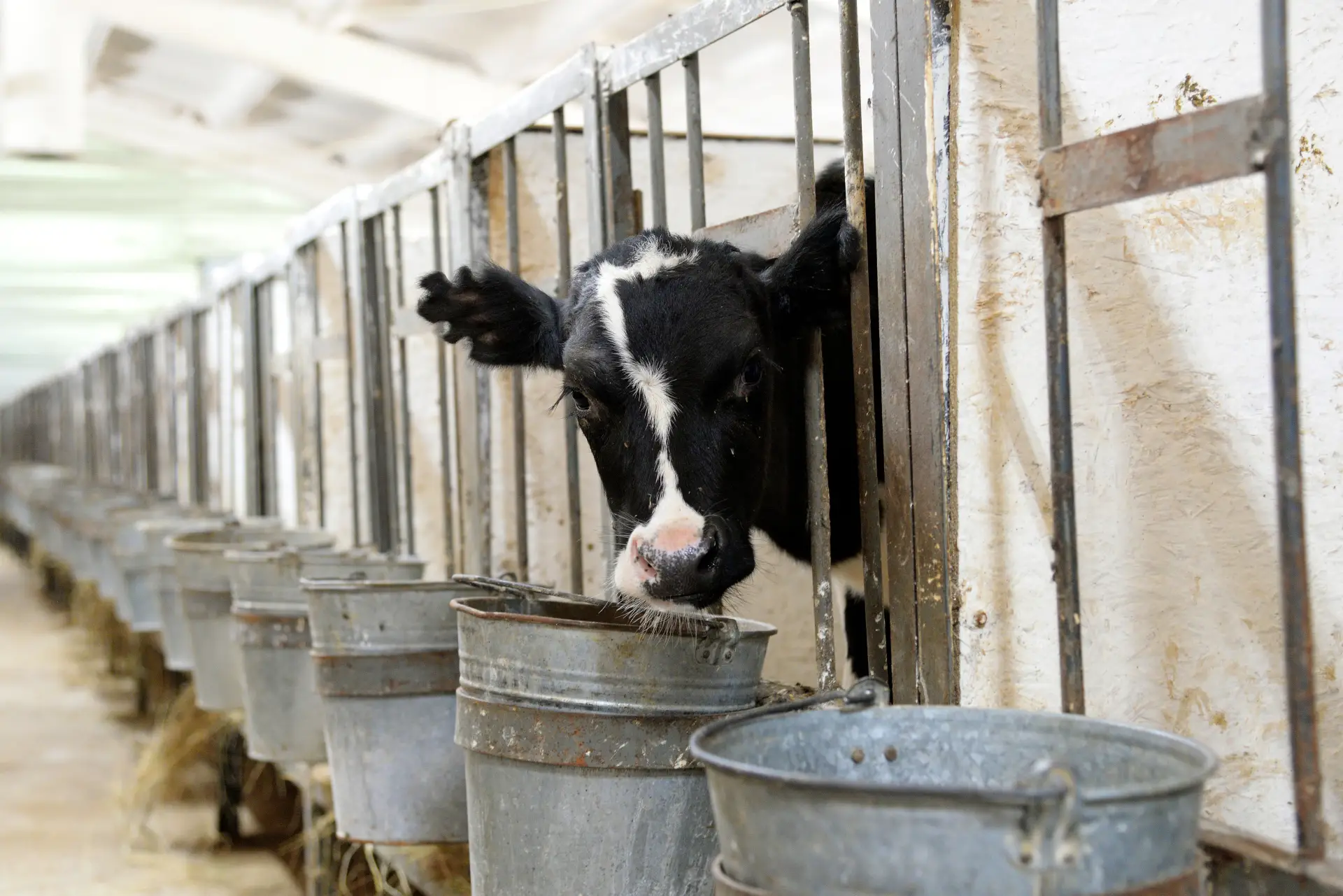 Все потерявшие скот из-за пастереллеза жители Новосибирской области получили компенсации за март. Фото. © РИА Новости. Игорь Онучин