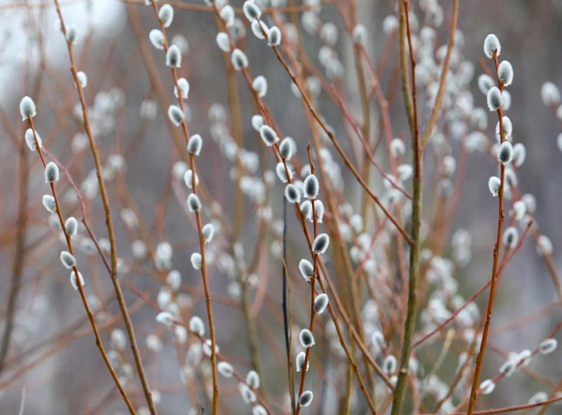 Раньше обычного на челябинском Таганае зацвела верба и проснулись бабочки. Фото. © РИА Новости. Илья Наймушин