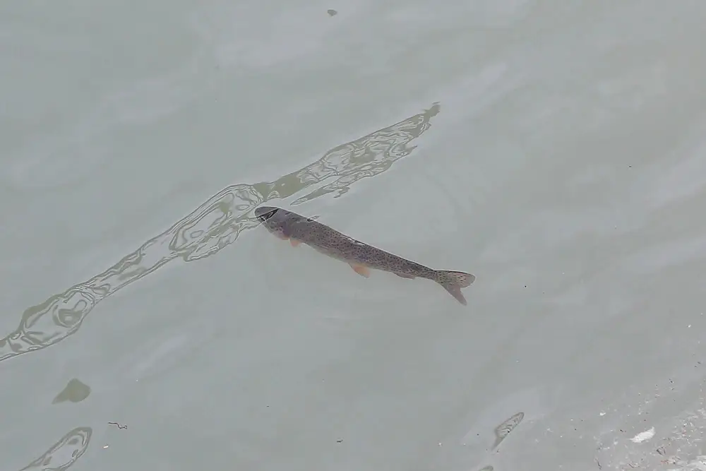 © Пресс-служба главы Ингушетии. Али Оздоев