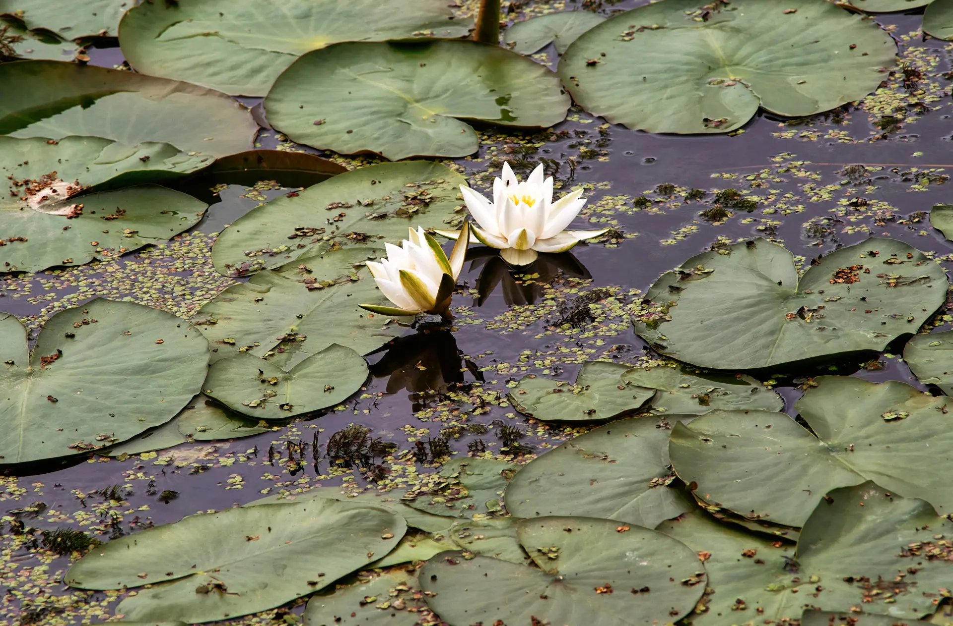 Еще семь памятников природы взяли под охрану в Иркутской области. Фото. © РИА Новости. Алексей Даничев