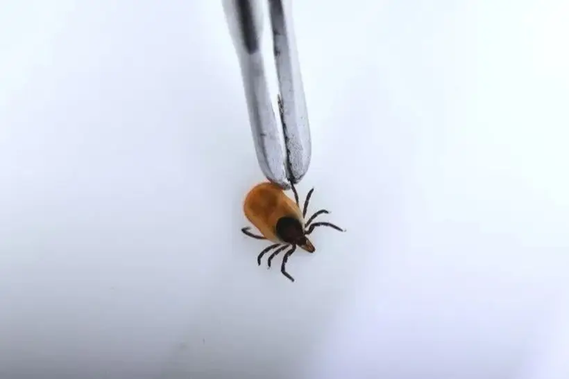 Что делать, если вас укусил клещ?. Фото. © РИА Новости. Павел Лисицын