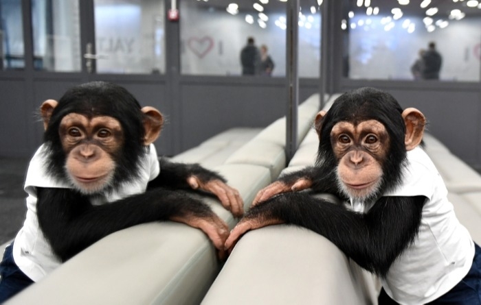 Новосибирский зоопарк принял меры для защиты шимпанзе от COVID-19