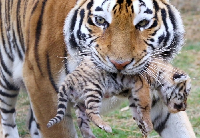 Тигрица с тигренком вышли к людям на востоке Приморья