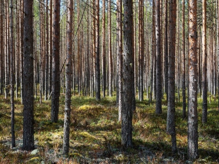 Более 180 млн рублей потратят на восстановление лесов в Красноярском крае