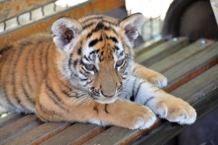 Ветеринары в Приморье выхаживают истощенного тигренка
