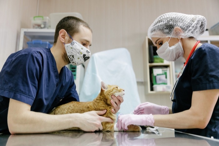 Вирусологи не верят в COVID-19 у московской кошки
