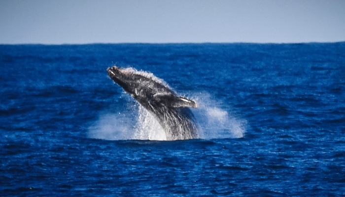 Команда Кусто поддерживает запрет вылова китов в научно-просветительских целях в РФ